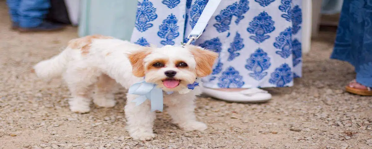 Invite your pet to your wedding ceremony