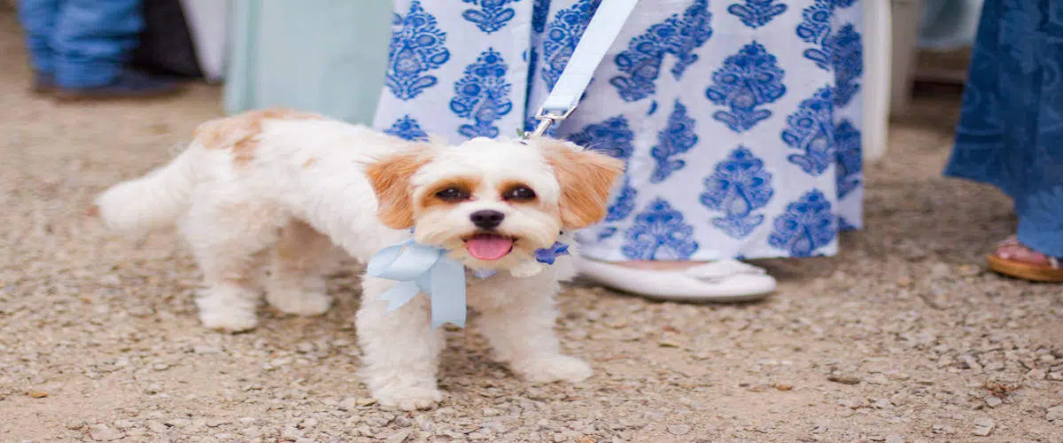 Invite your pet to your wedding ceremony